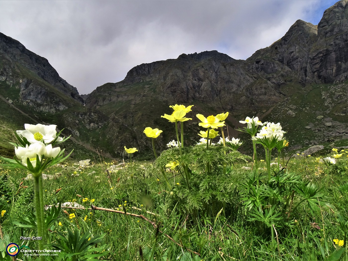 21 Anemoni sulfureo e narcissino con vista verso Bocchetta di Valpianella.JPG